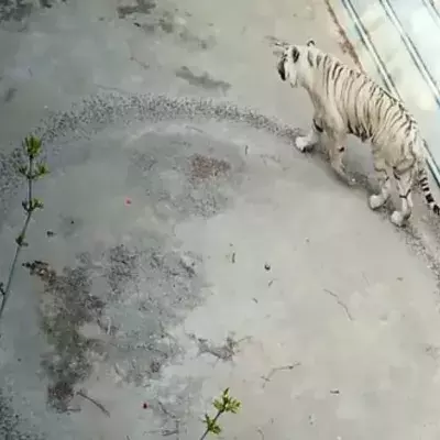 A depressed animal.