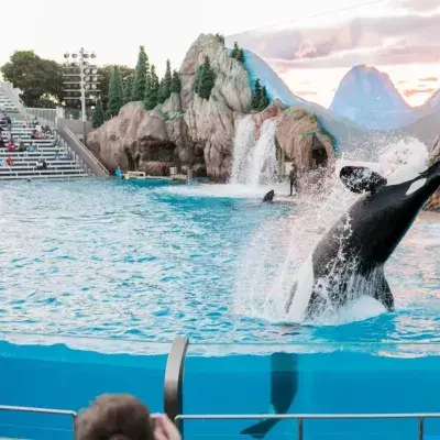 Distressed captive orca seen bashing its own head at Canadian marine park  