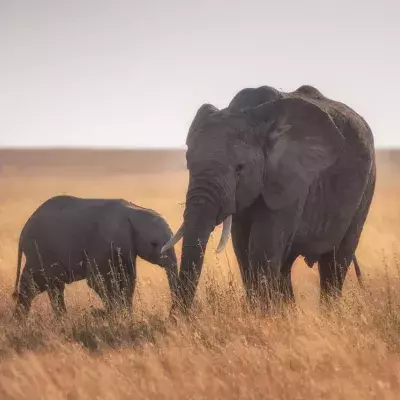 This elephant spent 11 hours digging a hole in a tragic attempt to save her baby