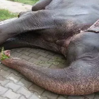 Elephant
