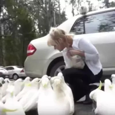 Feeding wild cockatoos
