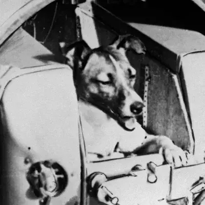 'The first dog in space': The dark reality of what happened to Laika