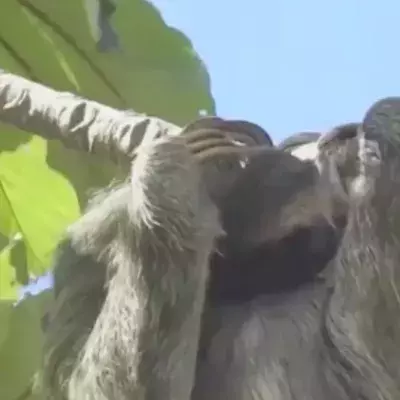 This footage of a sloth giving birth shows just how powerful all of nature's mothers really are