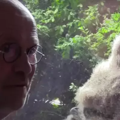 A Giant Owl Laid Eggs Outside His Window and Now He Has Some Unexpected Company