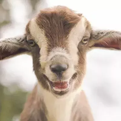 Goats