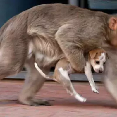 The heart melting moment his monkey found a puppy on the streets 