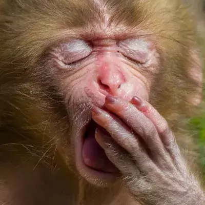 How cute is this baby monkey?