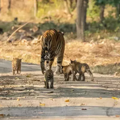 The Internet Is Loving This Video of a Tigress and Her Five Cubs