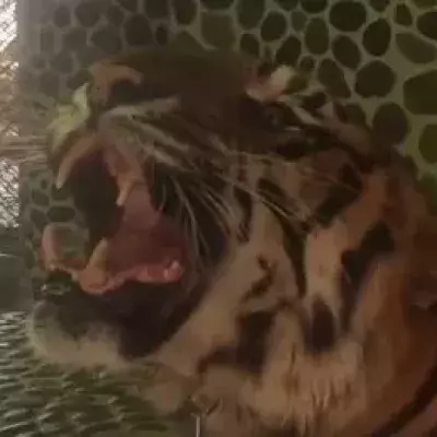 The Internet is outraged by the treatment a tiger in Thailand is subject to, all for the sake of tourist photos.