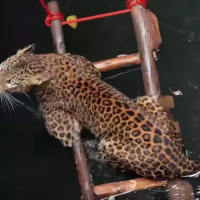 Leopard saved from unfortunate circumstance