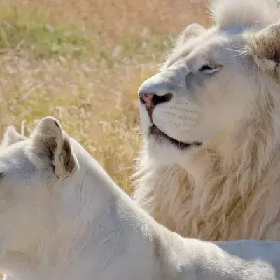 Liger babies