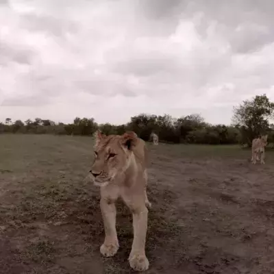 Lioness steals camera
