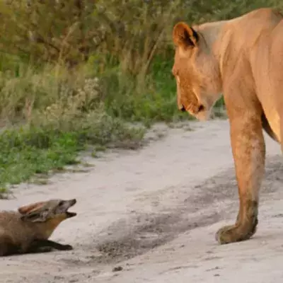 A lioness stumbles upon an injured fox and her reaction will shock you