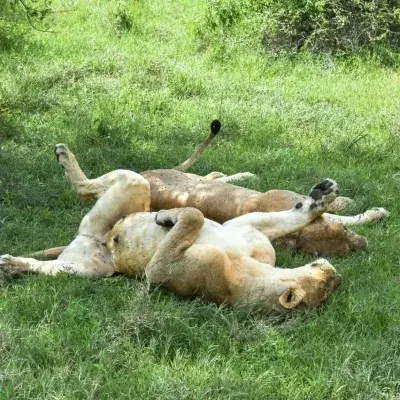Lions Freedom