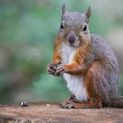 A man took a photo of a squirrel, but one detail had him really worried 