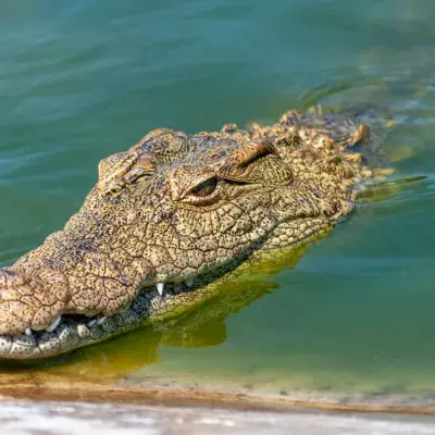 massive crocodile orgy helicopter trigger animals sex