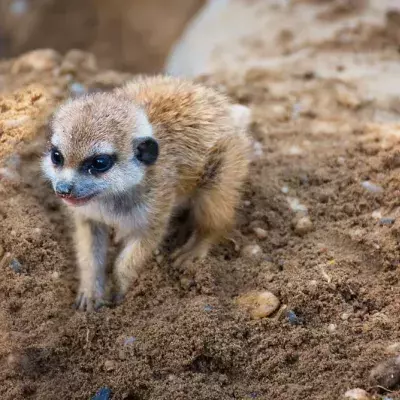 Meerkat