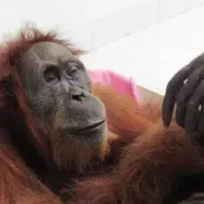 This orangutan went blind following an act of motherly love in its purest form.