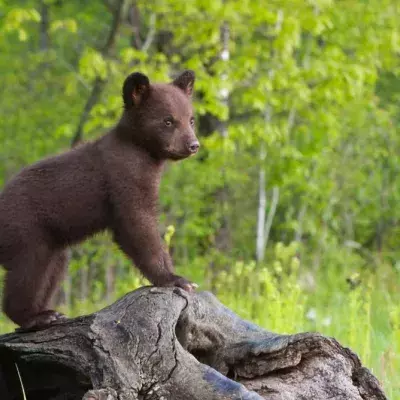 This photographer's pictures of bear cubs went viral