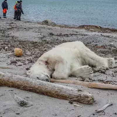 Polar bear killed in Norway
