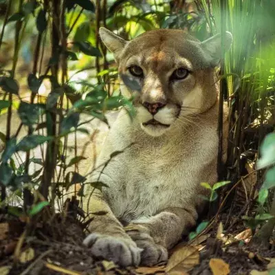 Puma