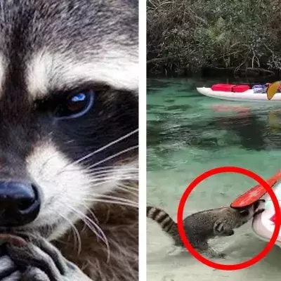 Raccoon