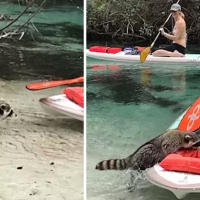 racoon