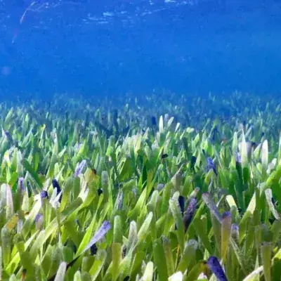 Researchers discover the ‘biggest plant on Earth’, three times the size of Manhattan island