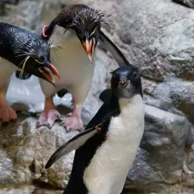 Rockhopper Penguins