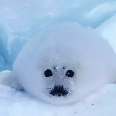Seal in the snow