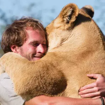 Sirga the lioness