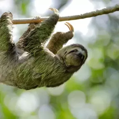 Sloth