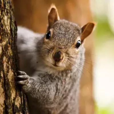 Squirrel