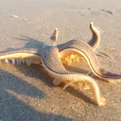 Starfish