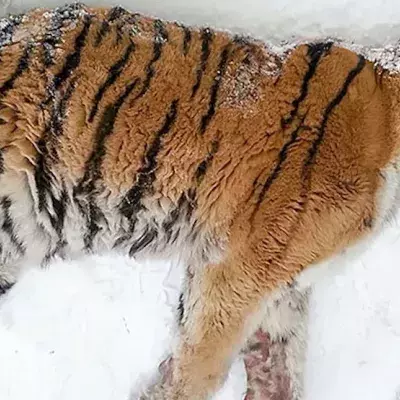 Tiger