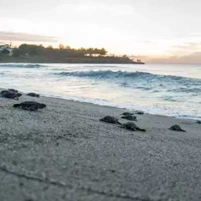 Turtles