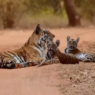 The US has more captive tigers than there are in the wild 