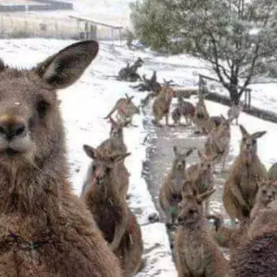 This video of kangaroos jumping through snow in Australia is hilarious 