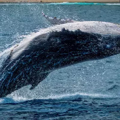 This Whale Had a $1.5 Million Fortune in Its Belly 