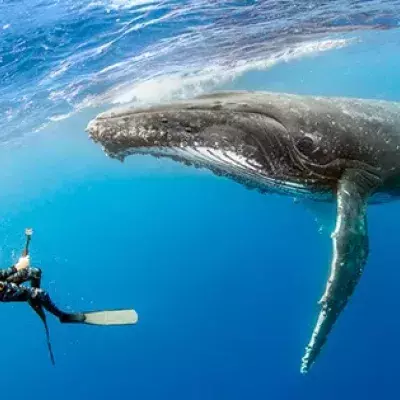 whale