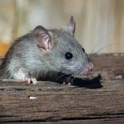 rats cities hygiene world ranking