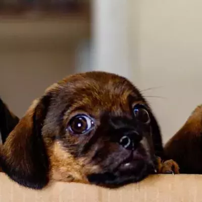 Abandoned pregnant dog gives birth to puppies in street
