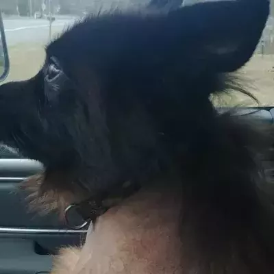 This adorable German Shepherd with a rare condition will always appear to be a puppy