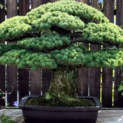 Bonsai tree