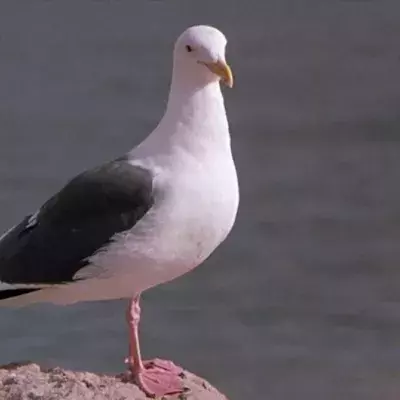 British Ministry of Defence seagulls alien spies UFO 