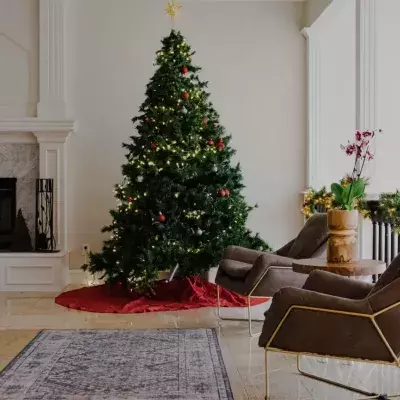 Christmas tree time dispose winter