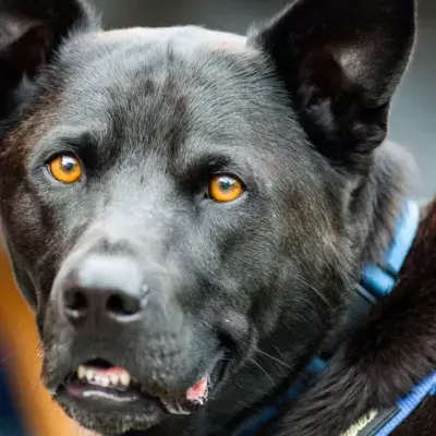This clever police dog helped to uncover one of the biggest drug crimes in history 
