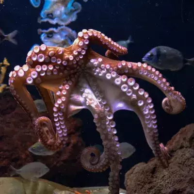diving sea ocean creature fish octopus venomous