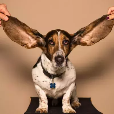 Dog gets a facelift and enjoys a new start at life