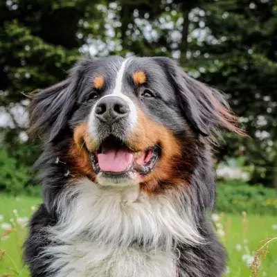dog reunited owner two months mountains alone cute story heartwarming